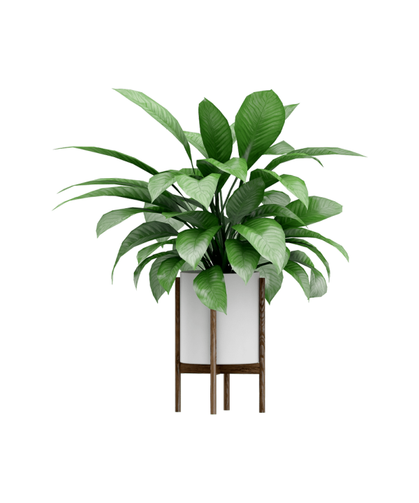 Vassunda planter