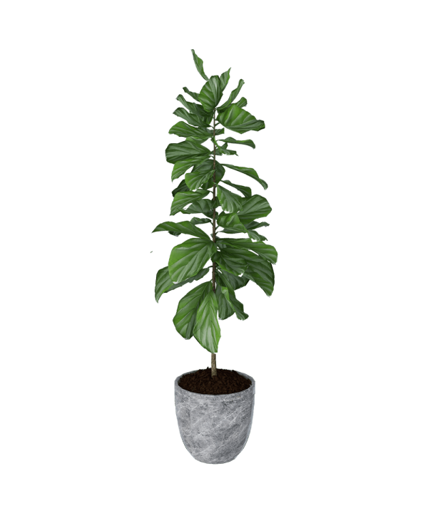 Viksberg planter