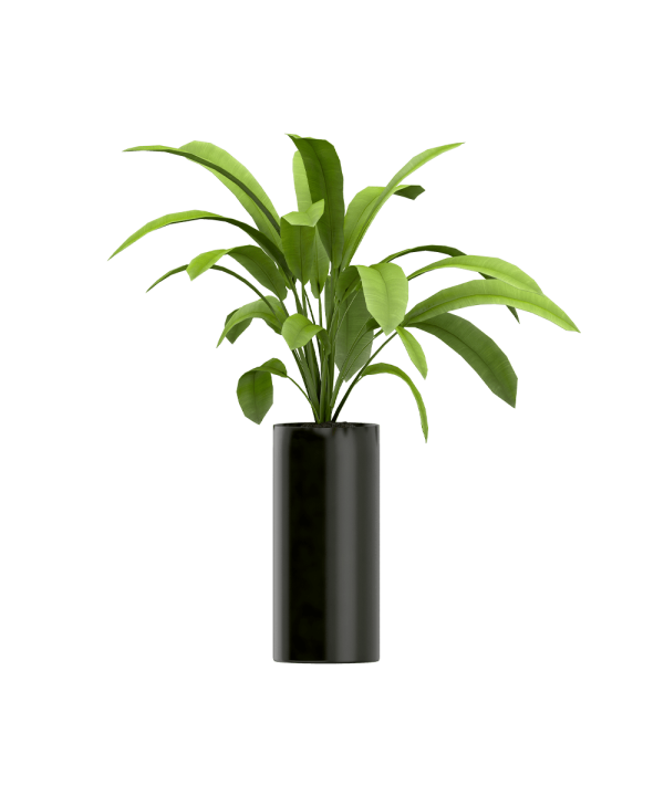 Plant seeds